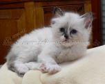 Chou Chou-6Wo_4