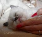 Chou Chou 4-5 Wochen