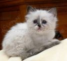 Chou Chou 6Wo_2