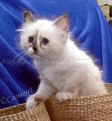 Chou Chou 8 Wochen alt_1