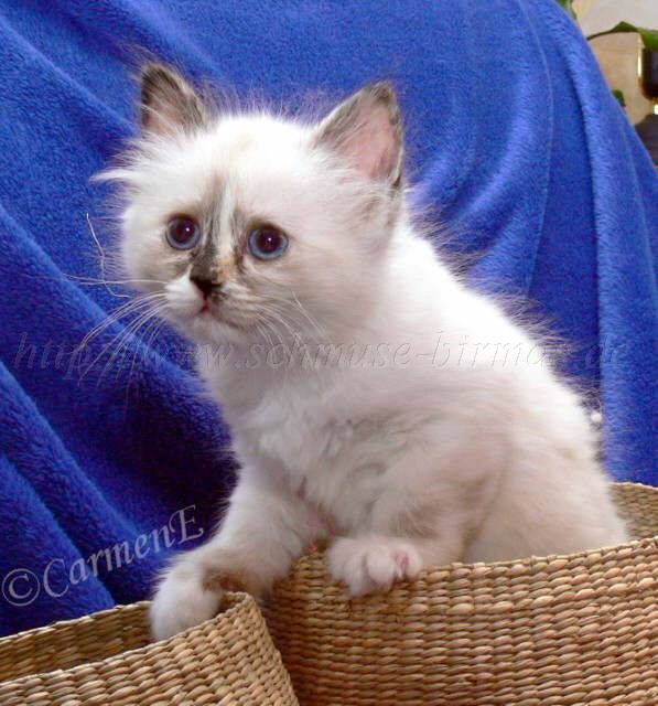 Chou Chou 8 Wochen alt_1