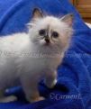 Chou Chou 8 Wochen alt_2
