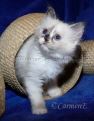 Chou Chou 8 Wochen alt_3
