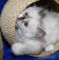 Chou Chou 8 Wochen alt_4