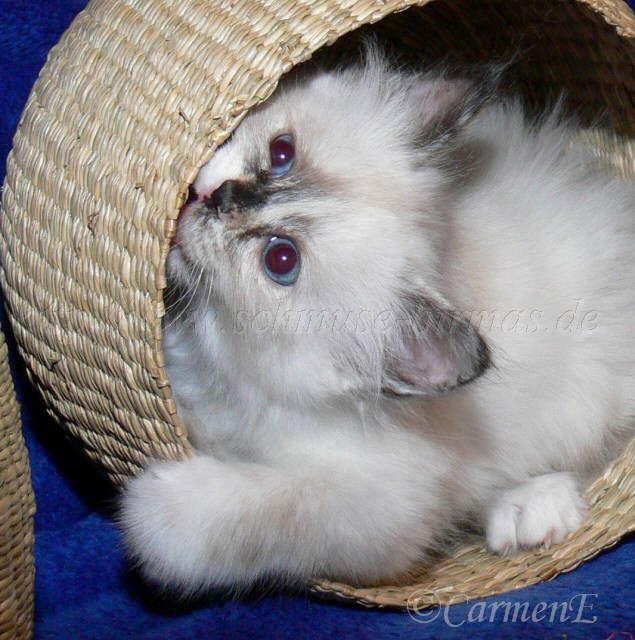 Chou Chou 8 Wochen alt_4