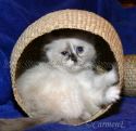 Chou Chou 8 Wochen alt_5
