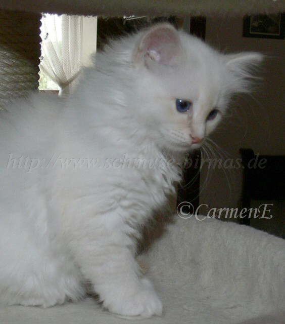 Eleonora-1