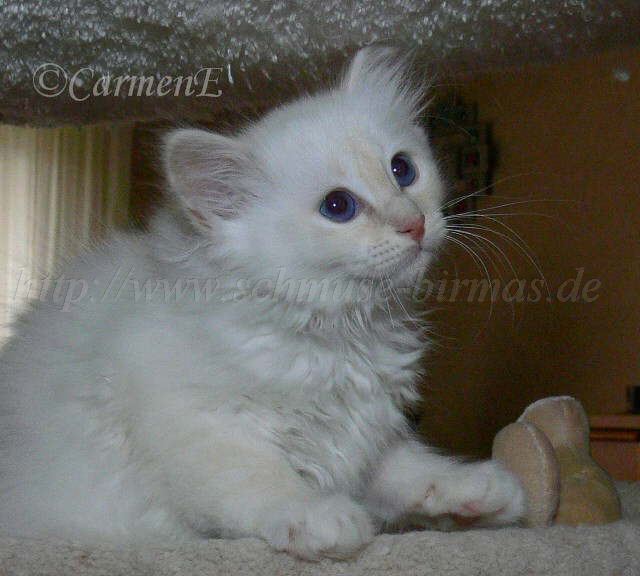 Eleonora-1