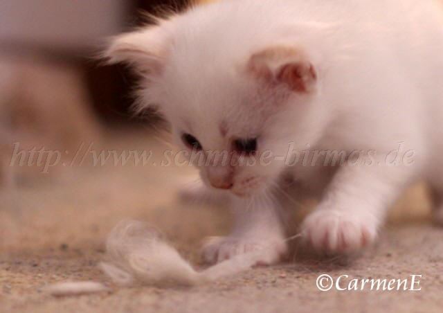 Fusselprinz_001 Groe Webansicht