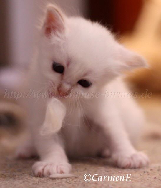 Fusselprinz_15 Groe Webansicht