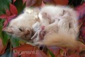 Herbstbaby0607-2