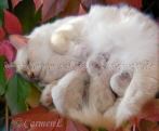 Herbstbabys0607