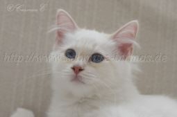 IMG_0179 Groe Webansicht