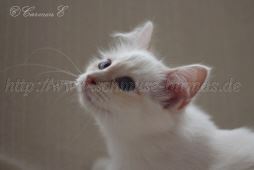 IMG_0686 Groe Webansicht