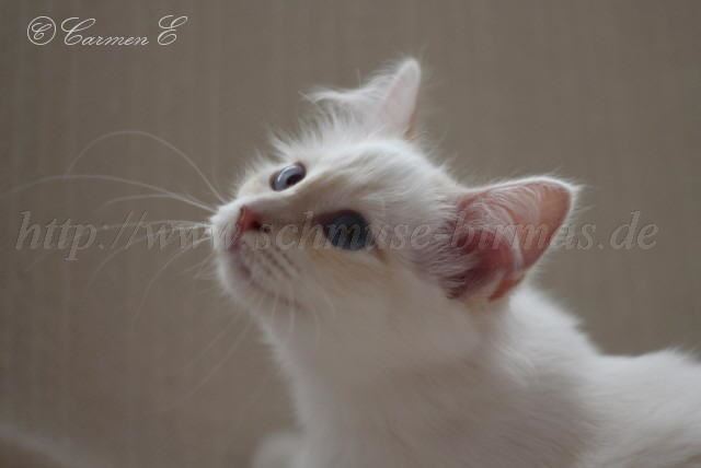 IMG_0686 Groe Webansicht