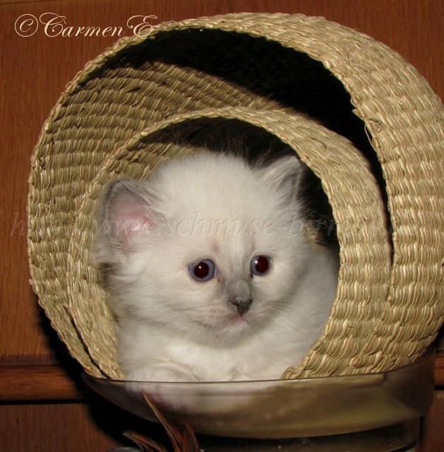 IMG_0694 Gro�e Webansicht