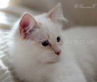 IMG_0816 Groe Webansicht