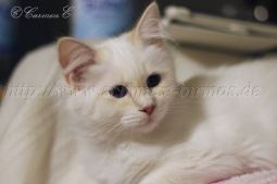 IMG_0922 Groe Webansicht