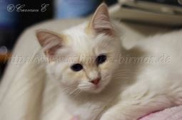 IMG_0923 Groe Webansicht