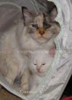 IMG_1092 Groe Webansicht