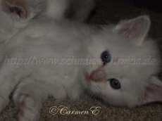 IMG_1232 Groe Webansicht