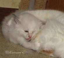 IMG_1253 Groe Webansicht