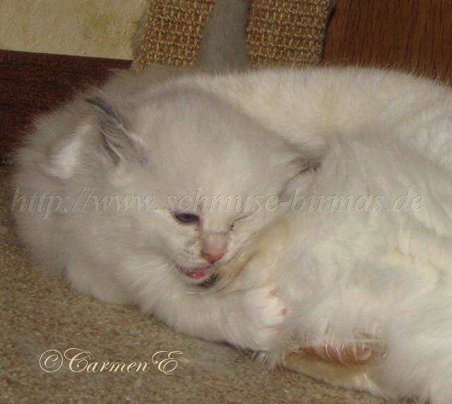 IMG_1253 Groe Webansicht