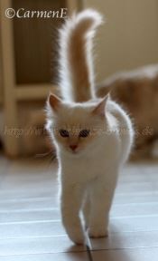 IMG_1998 Groe Webansicht