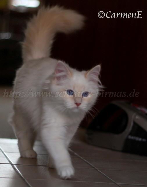 IMG_2009 Groe Webansicht