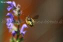 IMG_2172 933x622