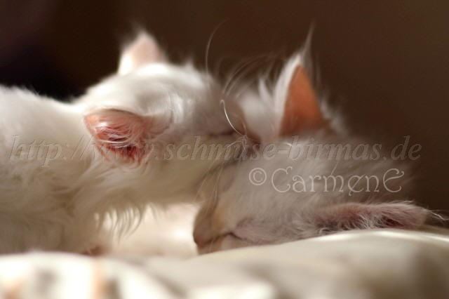 IMG_2183 Groe Webansicht