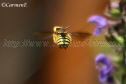 IMG_2184 777x518