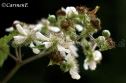 IMG_2212 1000x666