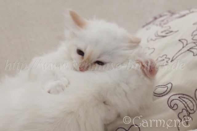 IMG_2566 Gro�e Webansicht