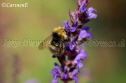 IMG_2777 1000x666