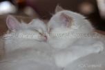 IMG_3685-20131103