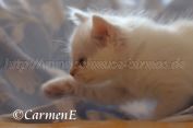 IMG_3711 Groe Webansicht