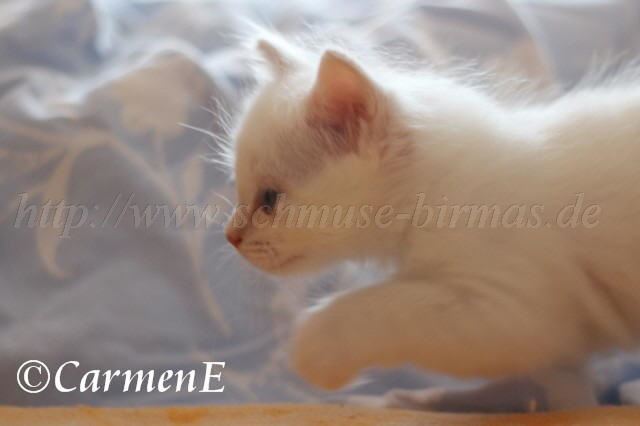 IMG_3714 Groe Webansicht