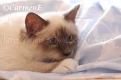 IMG_3807 Groe Webansicht