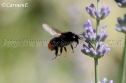 IMG_3850 1000x666