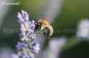 IMG_3863 1000x666