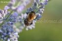 IMG_3878 927x618