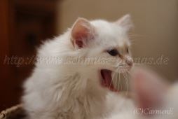 IMG_4197-20131116