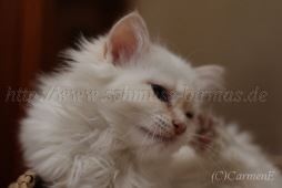 IMG_4202-20131116