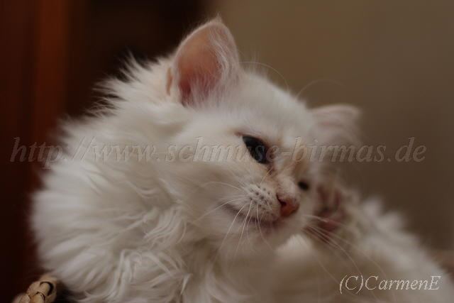 IMG_4202-20131116