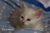 IMG_4219 Groe Webansicht
