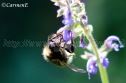 IMG_4308 1000x666