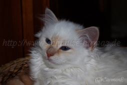 IMG_4443-20131124