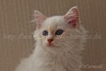 IMG_4498-20131124