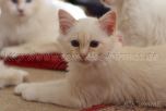 IMG_4530-20131124